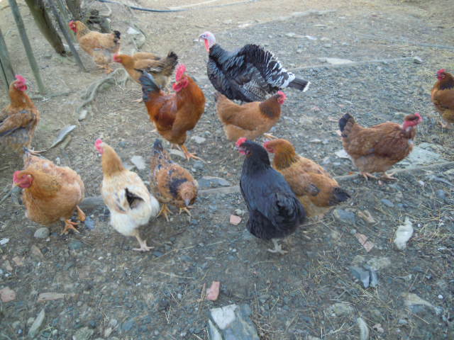 103_Galline 103_Galline