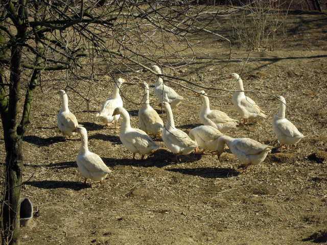106_oche 106_oche