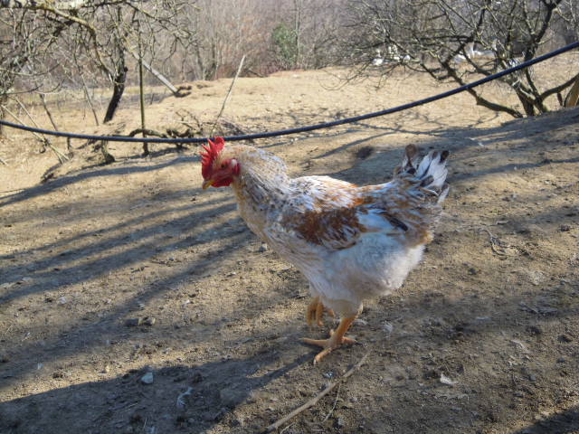 108_Gallo 108_Gallo