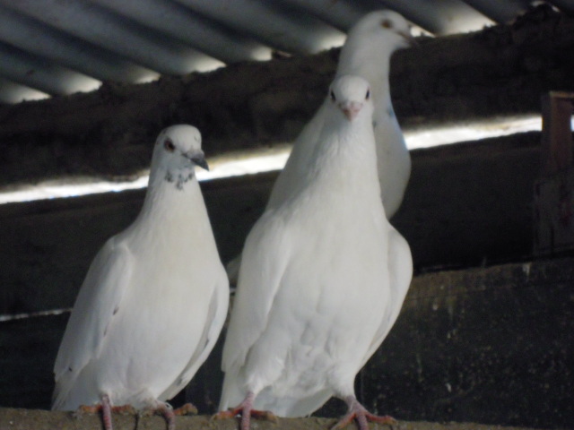 115_colombi 115_colombi