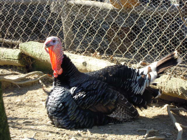 124_tacchino_in_terra 124_tacchino_in_terra