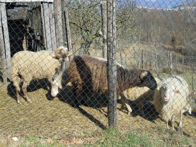 126_pecore