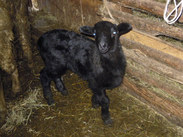 132_agnello 132_agnello