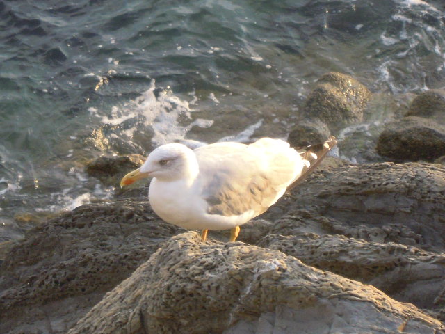210_Riomaggiore_gabbiano