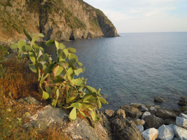 217_Riomaggiore_mare_fico 217_Riomaggiore_mare_fico