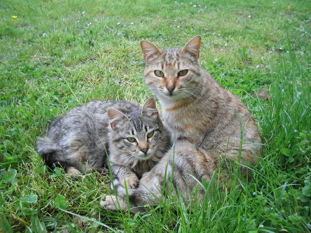 25_tris_Gatti 25_tris_Gatti