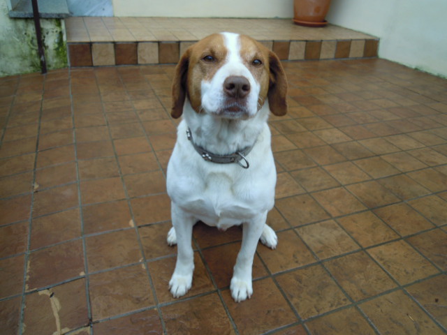 331_Romeo_oggi 331_Romeo_oggi
