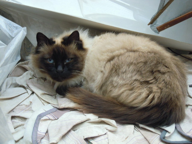 80_gatto_bege