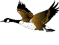 Anatra_che_vola