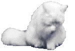 Gatto_bianco