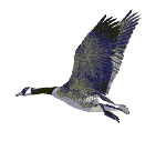 Uccello_germano_che_vola,_bello